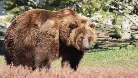 巴赫强调中国助力全球冬季运动繁荣